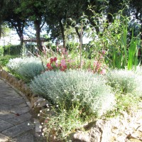 santoline e erigeron in punta santoline e erigeron in punta