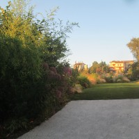 e i grandi eupatorium viola e i grandi eupatorium viola