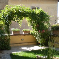 mentre le piante crescono mentre le piante crescono