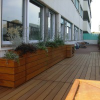 convolvoli e lychnis coronaria convolvoli e lychnis coronaria