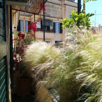 stipe e bouganvillea stipe e bouganvillea