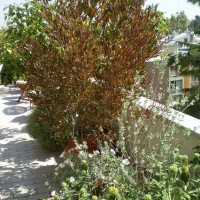 phlomis e convolvolo phlomis e convolvolo