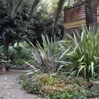 phormium e houttuinia phormium e houttuinia