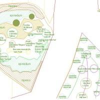 hosta, heuchre e pervinca hosta, heuchre e pervinca