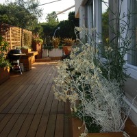 senecio e verbena senecio e verbena