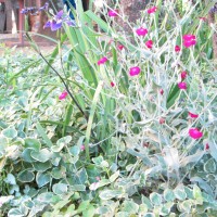 iris e lychnis coronaria iris e lychnis coronaria