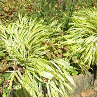 assieme alle houttuynia assieme alle houttuynia