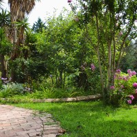 tulbaghia e echinacee tulbaghia e echinacee