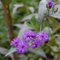 il saluto della vernonia il saluto della vernonia