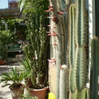 la collezione di grasse la collezione di grasse