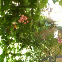 una rosa Cocktail una rosa Cocktail