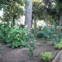 ortensie quercifolia ortensie quercifolia