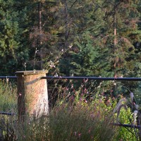 tra i pennisetum tra i pennisetum