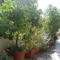 con gli agrumi con gli agrumi