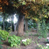 e macrophilla e macrophilla