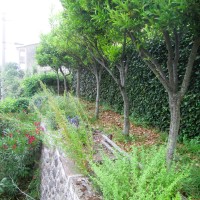 riparato, un agrumeto riparato, un agrumeto