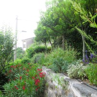 ai piedi le aromatiche ai piedi le aromatiche