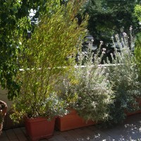 dodonee e leucophyllum dodonee e leucophyllum