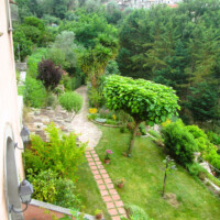 oltre la paulonia e il prunus oltre la paulonia e il prunus