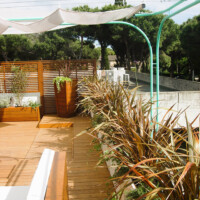 phormium sotto la vela